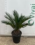 CYCAS PALMA NANA REVOLUTA. Le piante di Cycas hanno bisogno di poche cure, poiché la loro resistenza è molto elevata. E’ possibile collocarle in appartamento, ma sono anche piante da terrazzo o da giardino. Ciò che è importante è che siano esposte alla luce diretta del sole, dato che prediligono i climi molto caldi. Se avete optato per una sistemazione indoor, assicuratevi che la pianta abbia uno spazio sufficiente per sviluppare il suo fogliame. Questo potrebbe raggiungere anche il e mezzo di lunghezza. Per quanto riguarda i vasi, è prefer