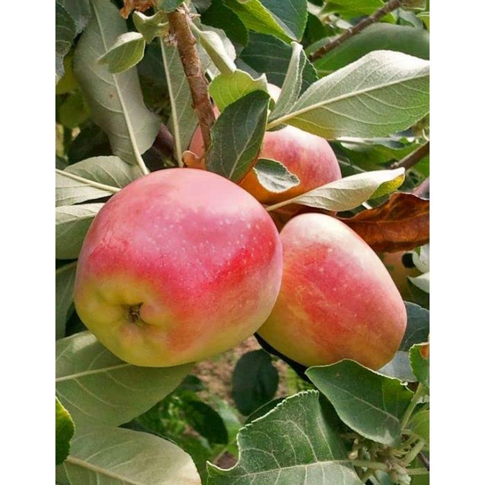 GreenCaart Anna Apple Live Plant Original Variety Healthy Grafted plant (B0BFMQZQSM) Amazon Price History, Amazon Price Tracker