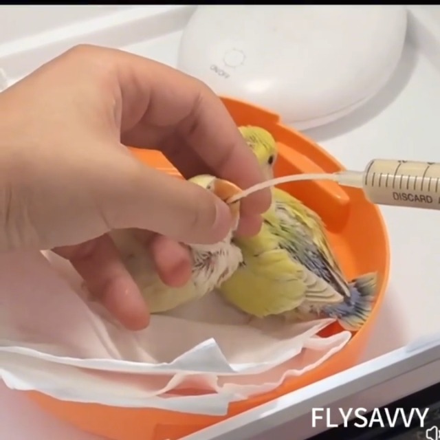 Siringa Alimentazione Uccelli 10 Ml Con 12 Tubi - Per Pappagalli, Uccelli Young, Latte E Medicine - Foto 6