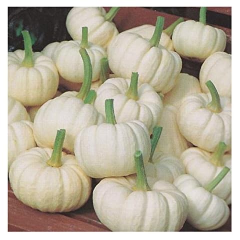 Premier Seeds Direct Miniature White Pumpkin Seeds Cover