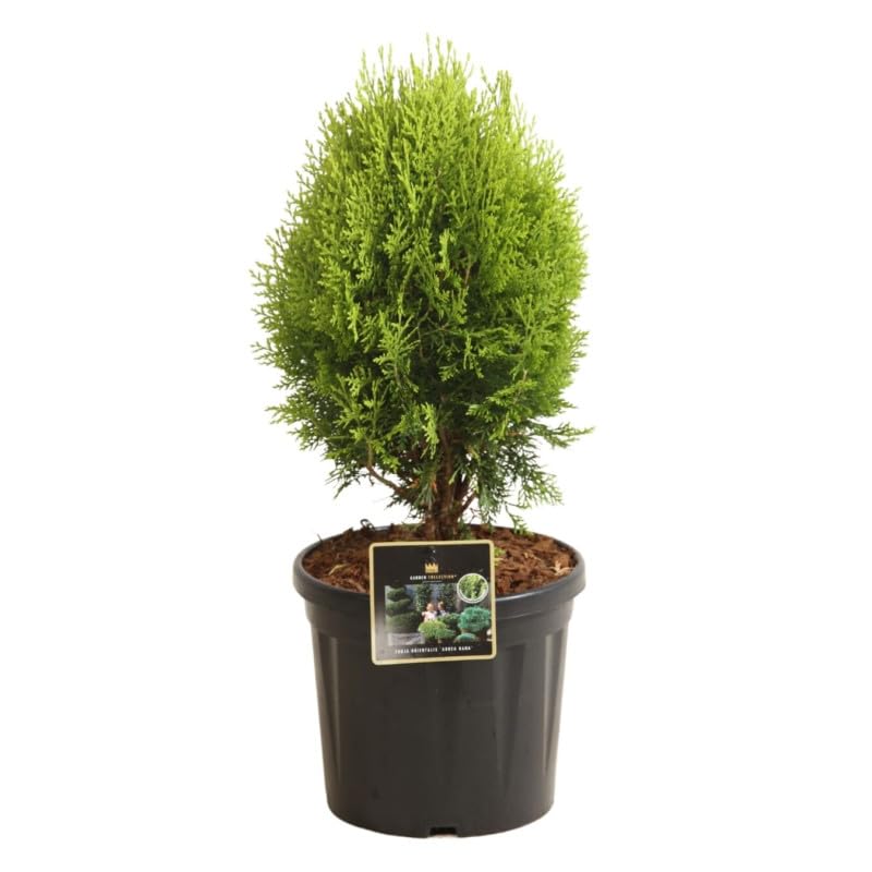 Thuya Occidental Aurea Nana - Thuja Occidentalis Aurea Nana 40/50cm Pot 8l - Plante En Pot - Exposition Soleil ou Mi-ombre Sol