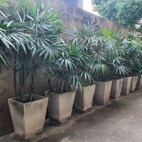 UGALOO Raphis Palm Indoor Office Palm for Decoration Live (B0BQBVF79Y) Amazon Price History, Amazon Price Tracker