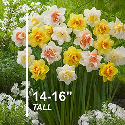 Garden State Bulb Double Mixed Daffodil Flower Bulbs, 14/16cm, Fall Planting (Bag of 50) - Thumbnail 5