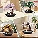 WINGIFT 900Pcs Four Seasons Bonsai Tree Building Set,4In1 Flowers Cherry Blossom Bonsai Building Kit,Botanical Collection DIY Plants for Home Office Decor,Christmas Birthday Gift for Adults Kids Girls