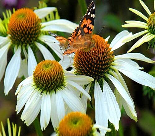 Buy4seeds 200 x White Swan Coneflower Seeds Echinacea Purpurea alba Useful for Garden and Outdoor