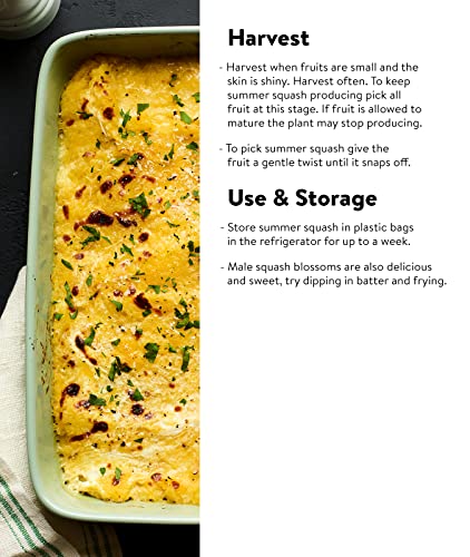 Burpee Saffron Summer Squash Seeds 100 Seeds #TOP3