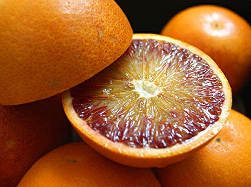 _ QY ^bR ubhIW 2.8kg 󂠂 bNXsgp TCY