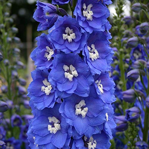 Indivia - scarola Grüner - Escarole Verde - volherzig - ietà Mite - 200 Semi