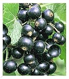 BALDUR Garten Johannisbeeren 'Schwarze Titania', 1 Strauch, Ribes nigrum Johannisbeerstrauch Beerenobst winterhart, pflegeleicht, selbstfruchtend, reiche Ernte an essbaren Früchten