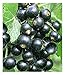 Produktbild BALDUR Garten Johannisbeeren 'Schwarze Titania', 1 Strauch, Ribes nigrum Johannisbeerstrauch Beerenobst winterhart, pflegeleicht, selbstfruchtend, reiche Ernte an essbaren Früchten