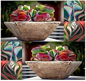 Kalanchoe Thyrsiflora semillas – , creciente Cactus Semillas es Fun & gratificante