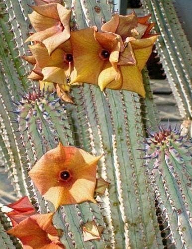 FARMERLY Seeds Package: 3 X Hoodia Parviflora Seeds Cactus Succulents - - House - B1623