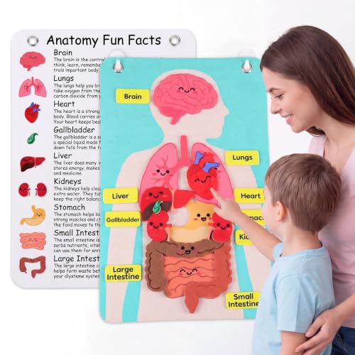 Resholder Human Body Anatomy Felt Board with 19 Organ Pieces for Kids