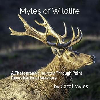 Myles of Wildlife: A Photographic Journey Through Point Reyes National Seashore
