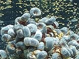 Kazen Aquatic Mix Colors ramshorn Snails. (Baby to juvinile Size 1/8