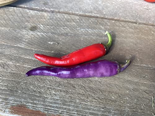 Buena Mulata Spicy Purple Pepper Premium Seeds for Planting Packet - Image 4