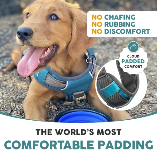 What is the best harness for a Cavalier King Charles Spaniel? Easy