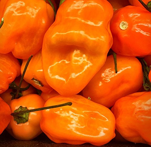 Orange Scotch Bonnet Pepper Seeds- 30+ Seeds