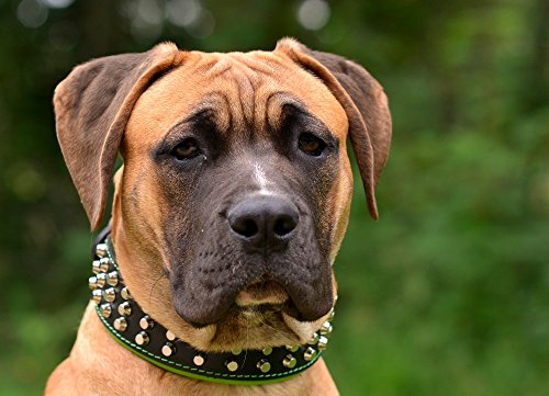 Bestia "Stud Genuine Leather Big Dogs Collar. 2.5 Inch Wide. Soft Padded. Very Durable And Comfortable. Handcrafted Guaranteed. Pitbull. Cane Corso. Rottweiler. Bully. Amstaff. #TOP7