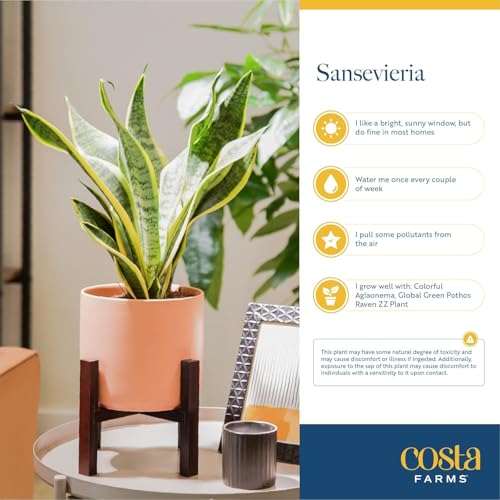 Image of Costa Farms Snake Plant, Small Live Plant in Plastic Pot, Easy to Maintain, Air Purifying Succulent Indoor Houseplant Assorted Variety, Perfect for Home, Room, or Office Decor Gift, 8-12 Inches Tall