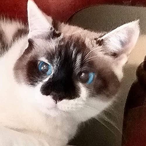 Hit the Bong-da-Bong, Bong, Bong