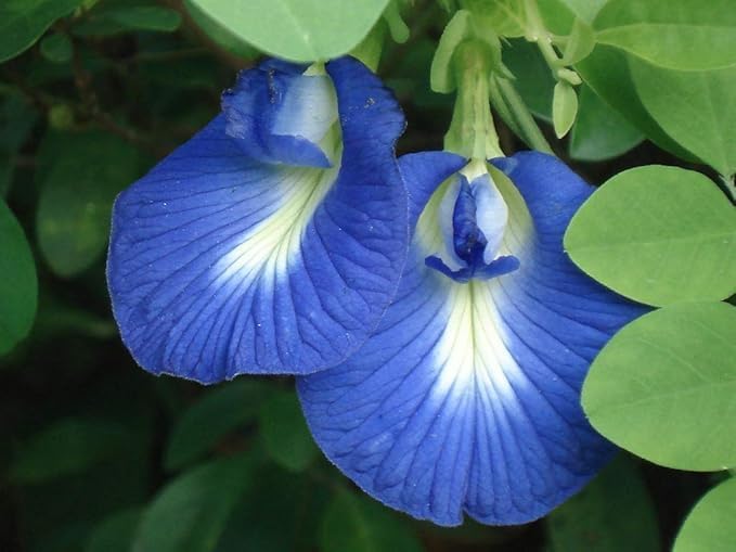 FLORA HEAVEN (Blue Aprajita Live Plant Butterfly Aprajita Pea Flower, Garden and Indoor Outdoor Growing Pack of 1 With Black Pot