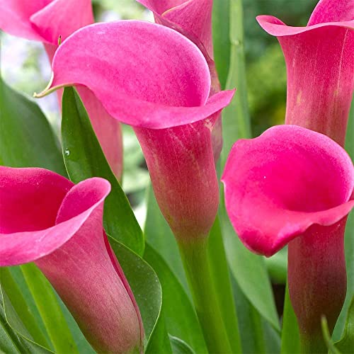 Audbhidhi Zantedeschia Calla Lily Flower Bulbs 100% Imported Rare Variety For All Season Home Gardening Planting (Pack Of 1 ) Pink Colour (B0BDMH71PX) Amazon Price History, Amazon Price Tracker