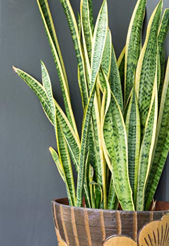 Live Snake Plant, Sansevieria Trifasciata Laurentii, Fully Rooted Indoor House Plant In Pot, Mother In Law Tongue Sansevieria Plant, Potted Succulent Plants, Sansevieria Laurentii By Plants For Pets #TOP3
