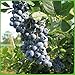 Heidelbeere 'Duke' - Blaubeeren Pflanze mit hohen Erträgen. Ein Heidelbeerstrauch mit süßen blauen Beeren. Qualitätspflanze im Container von Garten Schlüter