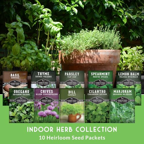 Indoor Herb Seeds Variety Pack | 10 Herbs for Planting – Basil, Mint, Parsley, Cilantro, Thyme, Dill, Chives, Oregano, Lemon Balm, Marjoram – Kitchen Garden Gift Set – Survival Garden Seeds - Image 3