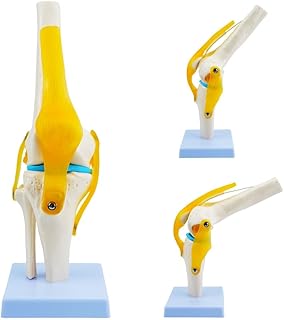 Life Size Human Knee Anatomy Model with Ligaments, QREBYQ Flexible Knee Joint Model for Doctors Office, Classroom Demonstration, Study, Science Education and Desktop Display