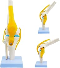 Life Size Human Knee Anatomy Model with Ligaments, QREBYQ Flexible Knee Joint Model for Doctors Office, Classroom Demonstration, Study, Science Education and Desktop Display