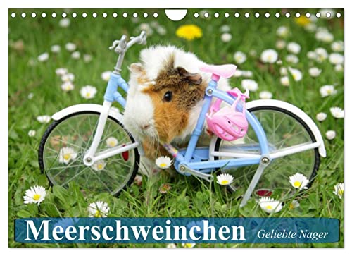 Preisvergleich Produktbild Meerschweinchen. Geliebte Nager (Wandkalender 2023 DIN A4 quer), Calvendo Monatskalender