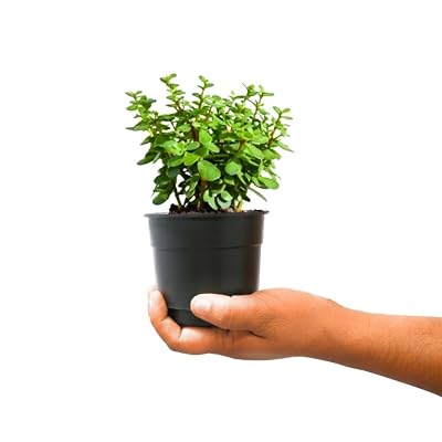 Nayra Live Button Jade Plant Indoor Plant with Black nursery Pot |Small Plant With Pot