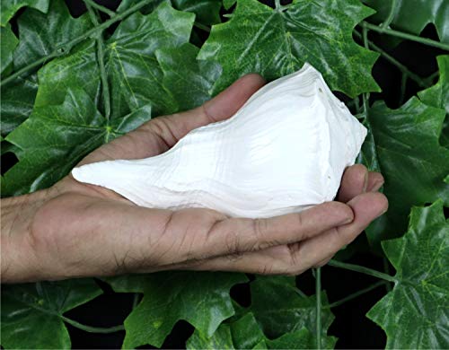 ASHIRWAD Dakshinavarti Original Shankh Valampuri Sangu Rechtshänder Lakshmi Shankh Muschelmuschel (16,5 cm)