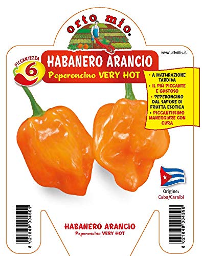 3 plantes en pot Ø10 cm de poivron épicé HABANERO ORTHOMIO ORTOMIO