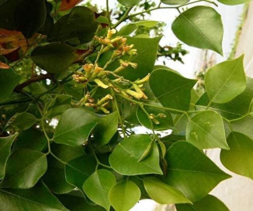 Image of Live Shisham Plant (Indian Rosewood) - Healthy, Air-Purifying Outdoor Tree