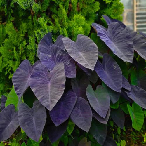 Elephant Ear Plants, Black Colocasia Plant, Colocasia Alocasia Esculenta Taro for Indoor Outdoor Gardens, Very Cold Hardy