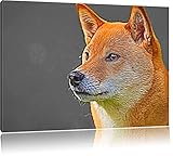 Belle Spitz finlandais dans l'herbe le format Deluxe noir / blanc: 60x40 cm sur toile, énorme XXL Photos complètement encadrée avec civière, art impression sur murale avec cadre, moins cher que la peinture ou la peinture à l'huile, aucune affiche ou un poster