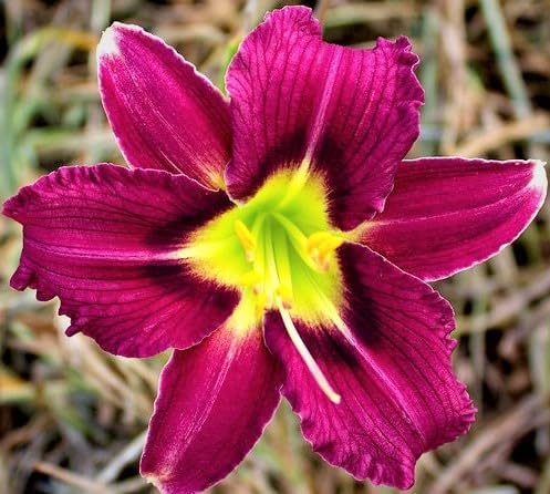 Land's End Daylily Root, Plant, Purple Flowers with Green Heart