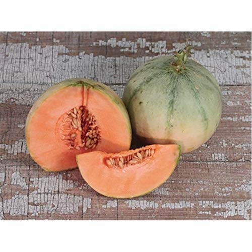 Charentais Cantaloupe Seeds - super-sweet tropical taste!! exotic fragrance.!!(10 - Seeds)