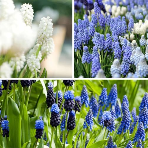 Plant in a Box - Muscari Magic Mix - Bulbi x50 - Giacinti dell'Uva - Miscela di Bulbi da Fiore per Giardino, Terrazza o Balcone