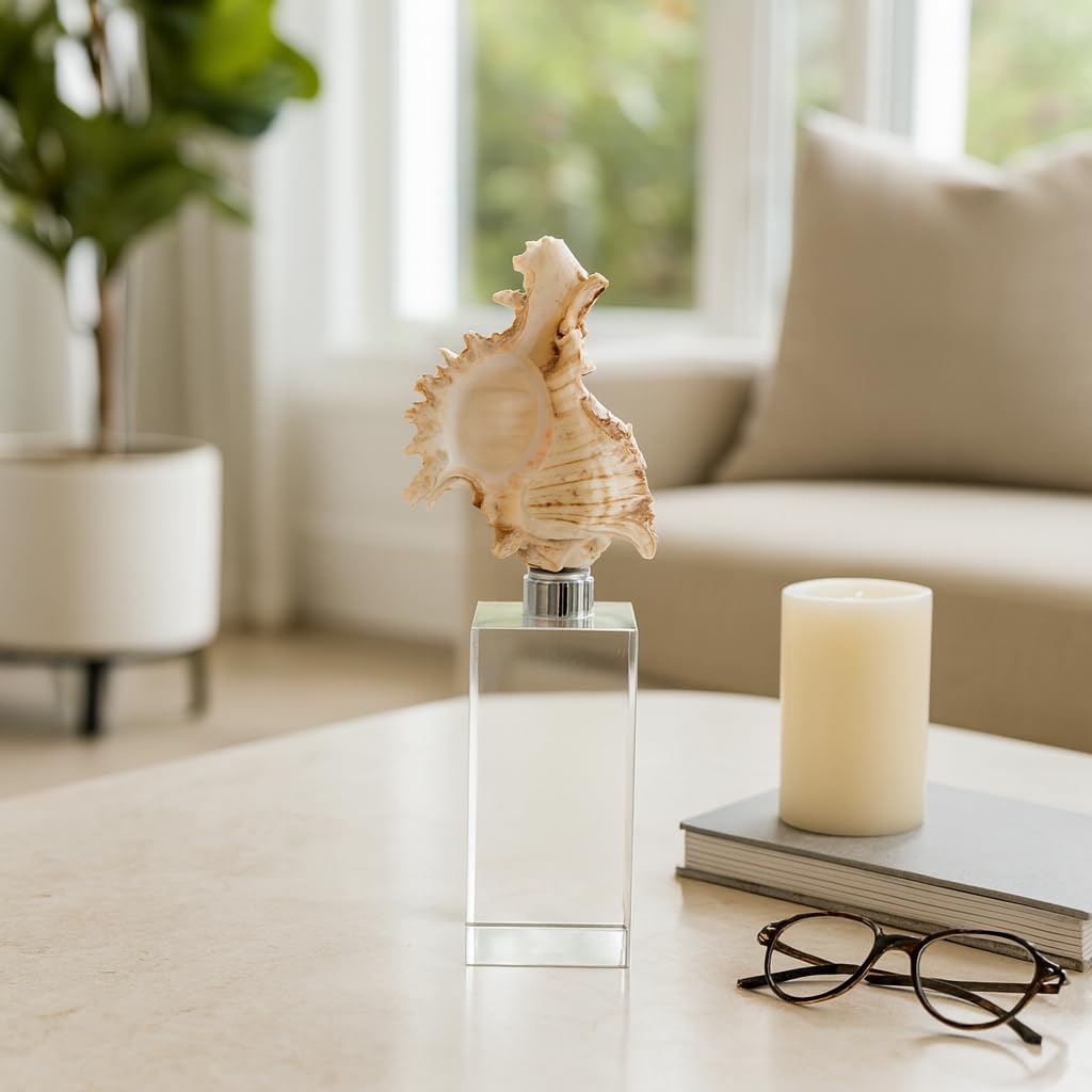 Decorative Shell Sculpture on Crystal Base for Home Decor Figurine - Perfect Accent for Bathroom, Office, or Living Room - Unique Ornaments and Statues for Shelf or Coffee Table - 8", Clear & White
