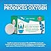 SEPTIFIX Septic Tank Treatment Tabs - Live Aerobic Bacteria Tablets For Your Septic Tank