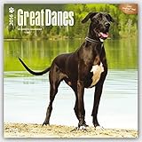 Great Danes 2016 International - Dänische Doggen - 18-Monatskalender mit freier DogDays-App: Original BrownTrout-Kalender [Mehrsprachig] [Kalender] (Wall-Kalender)