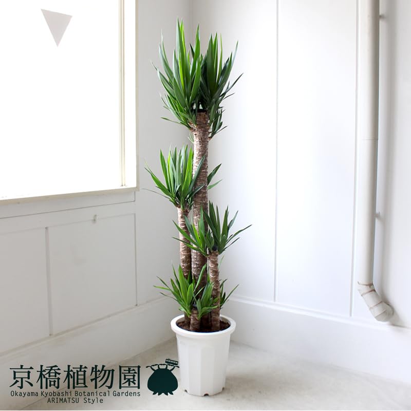 Amazon｜ユッカ・エレファンティペス10号｜観葉植物 オンライン通販