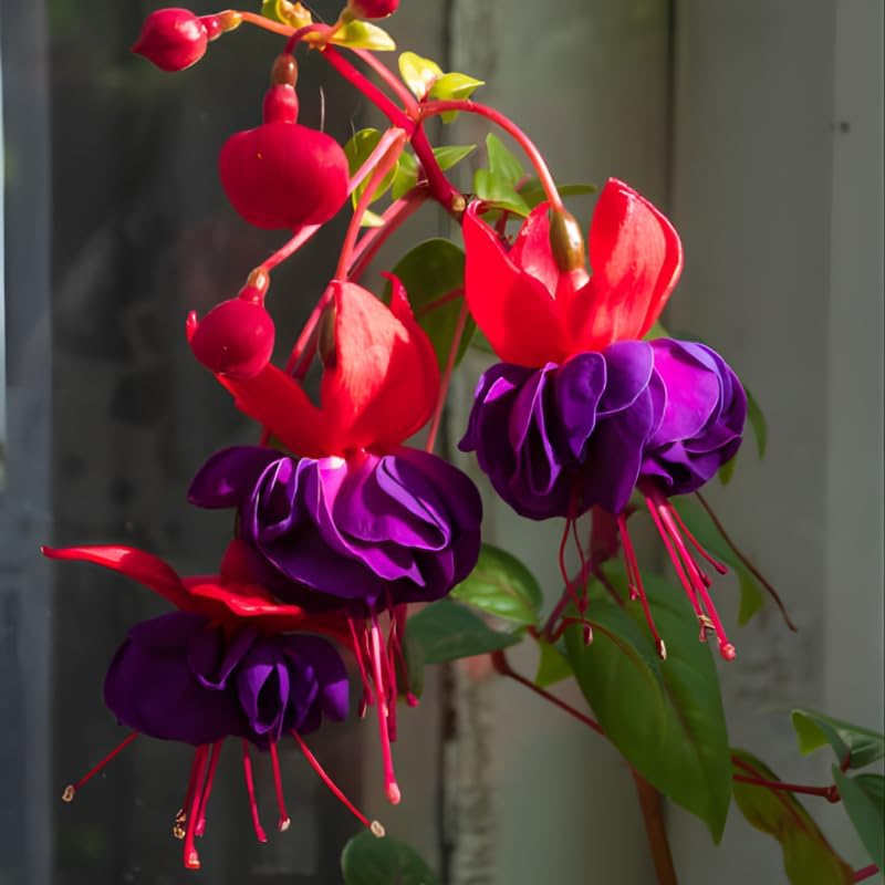 Fuchsia Plants Live, Dark Blue & Red Fuchsia, 6-12 Inch Tall, Blue Eye Variety, Trailing Flowering Plant, Fast Growing, Ideal for Hanging Baskets