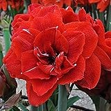  2 Piezas Hippeastrum Bulbo Pétalos Dobles De Fragancia Bulbos De Amarilis ¡Las Hermosas Flores Rojas Grandes Para Plantar En El Jardín Doméstico Son Agradables!
