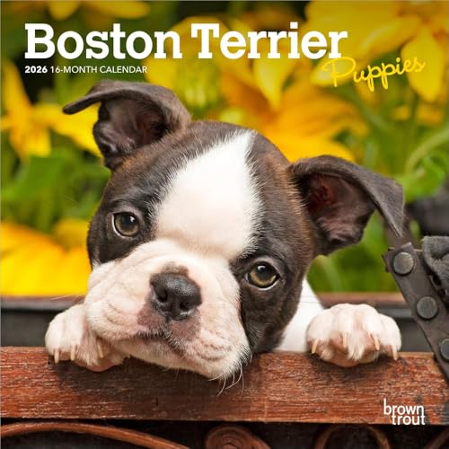 Boston Terrier Puppies | 2026 7 x 14 Inch (Hanging) Monthly Mini Wall Calendar | BrownTrout | Animals Dog Breeds Puppy