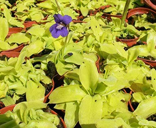 Portal Cool Paquete de semillas: Pinguicula grandiflora - 15 Semillas - Planta carnAvora Butterwort